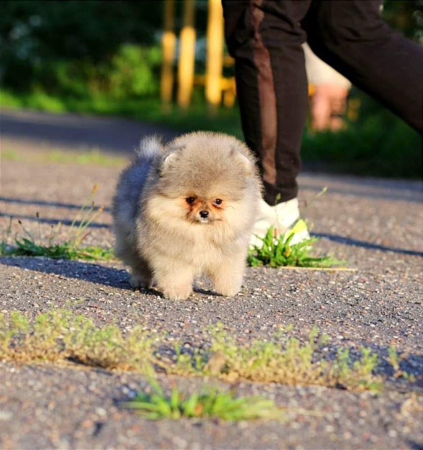 Raszuiver Pomeranian Teefje Dutch Pom Pom Eindhoven Dutchpompom Nl