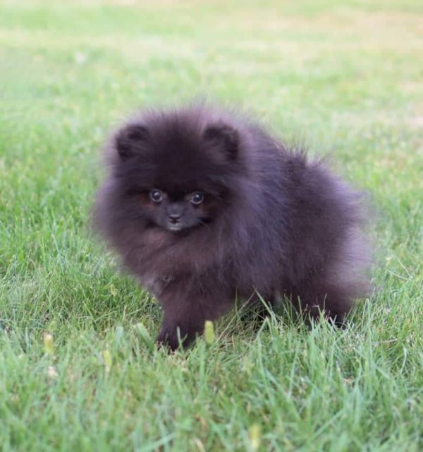 Zwart Pomeranian Teefje Dutch Pom Pom Eindhoven Dutchpompom Nl